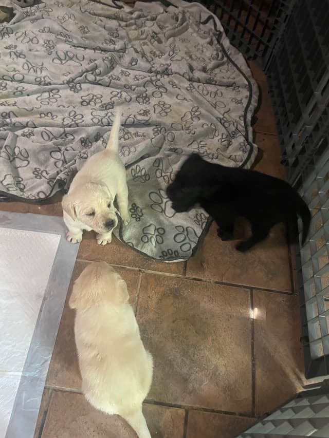 Gumpy’s Labrador Retriever Puppies media 10