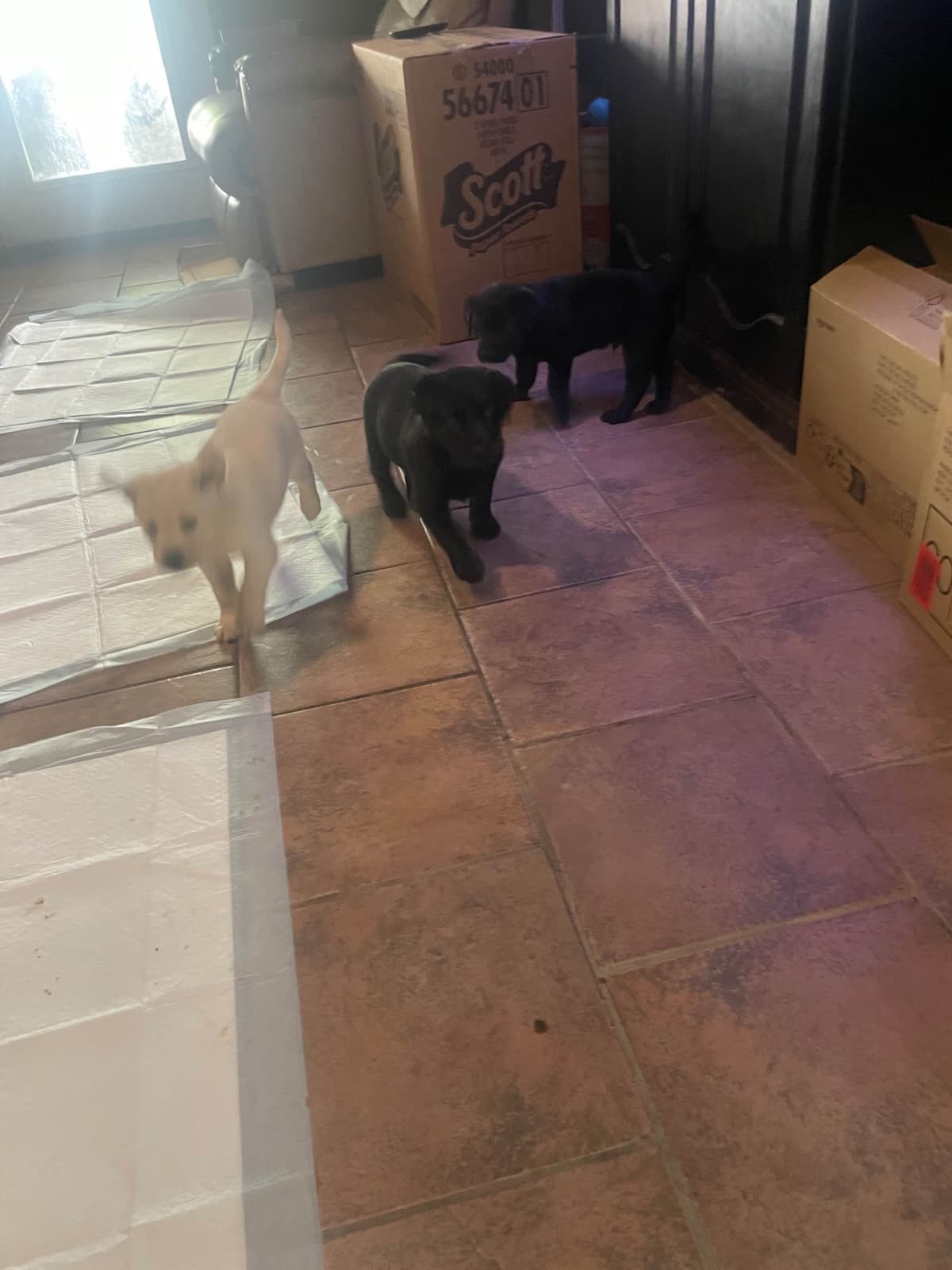 Gumpy’s Labrador Retriever Puppies breeder image 5