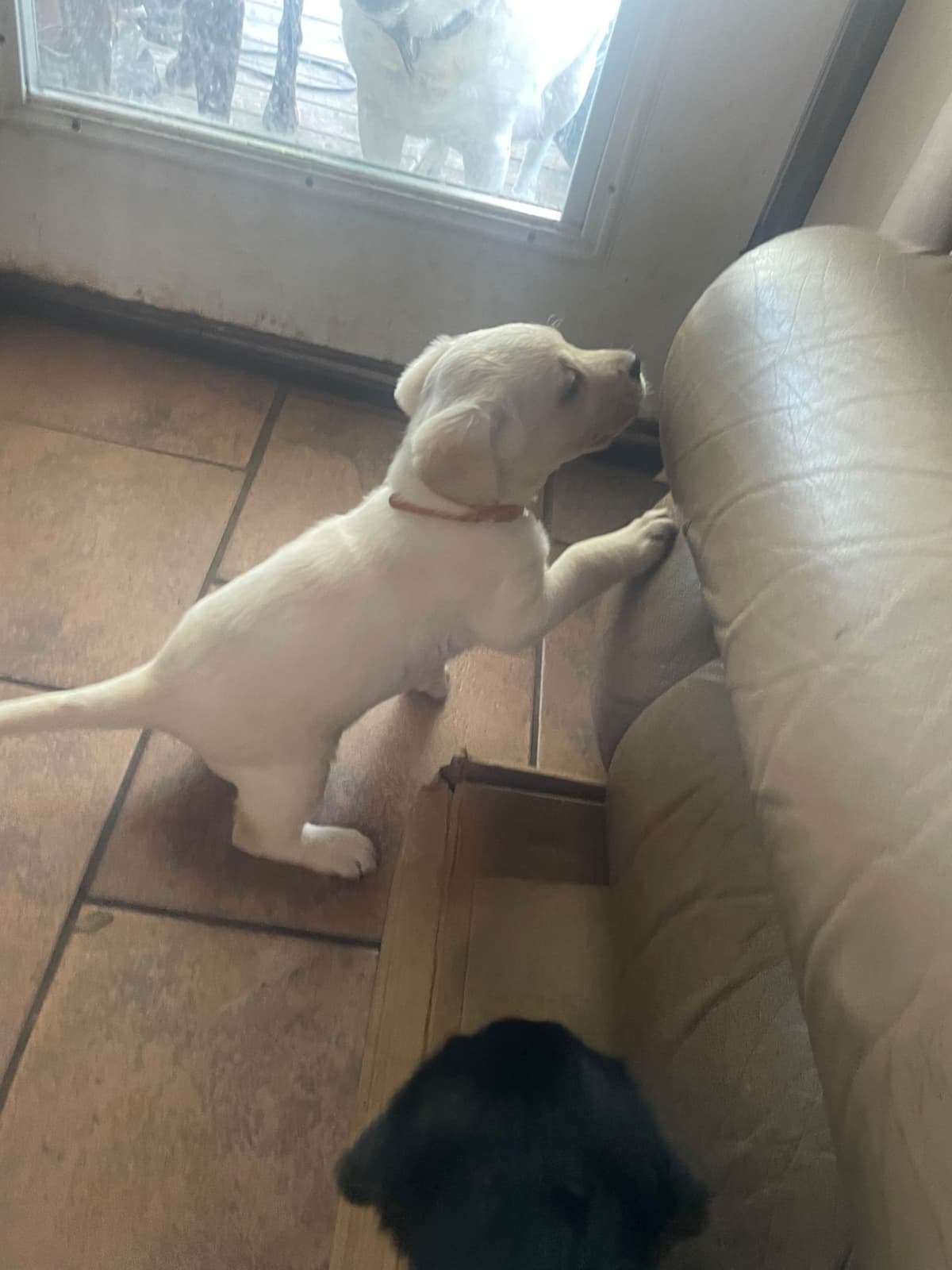 Gumpy’s Labrador Retriever Puppies breeder image 6