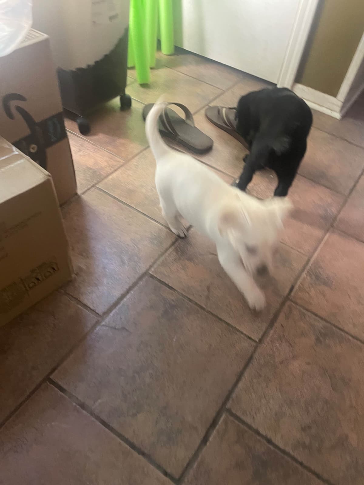 Gumpy’s Labrador Retriever Puppies breeder image 7