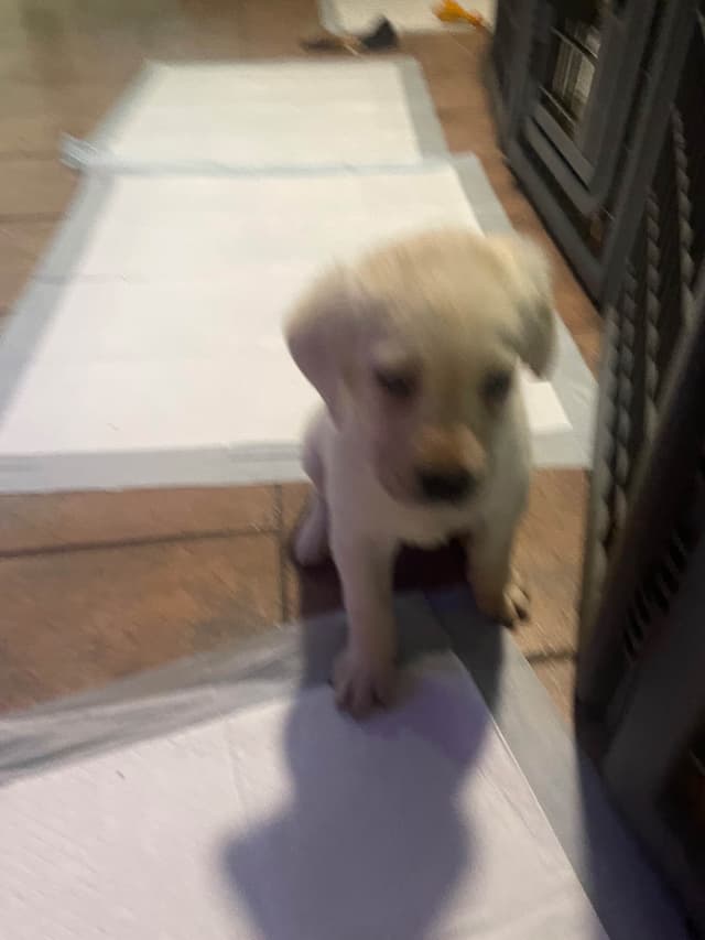 Gumpy’s Labrador Retriever Puppies media 12