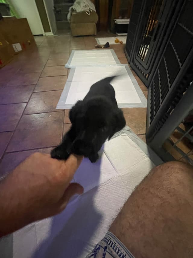 Gumpy’s Labrador Retriever Puppies media 13