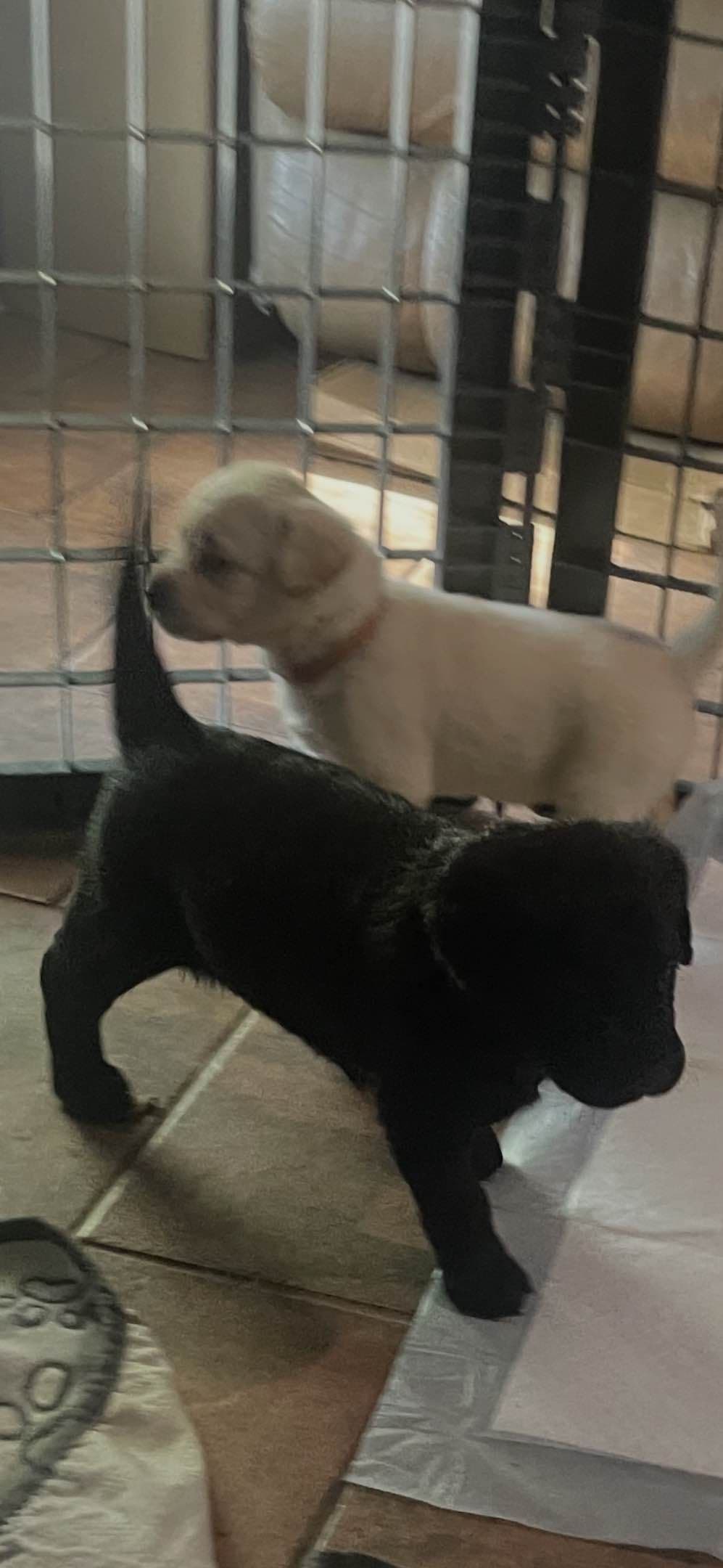 Gumpy’s Labrador Retriever Puppies breeder image 8