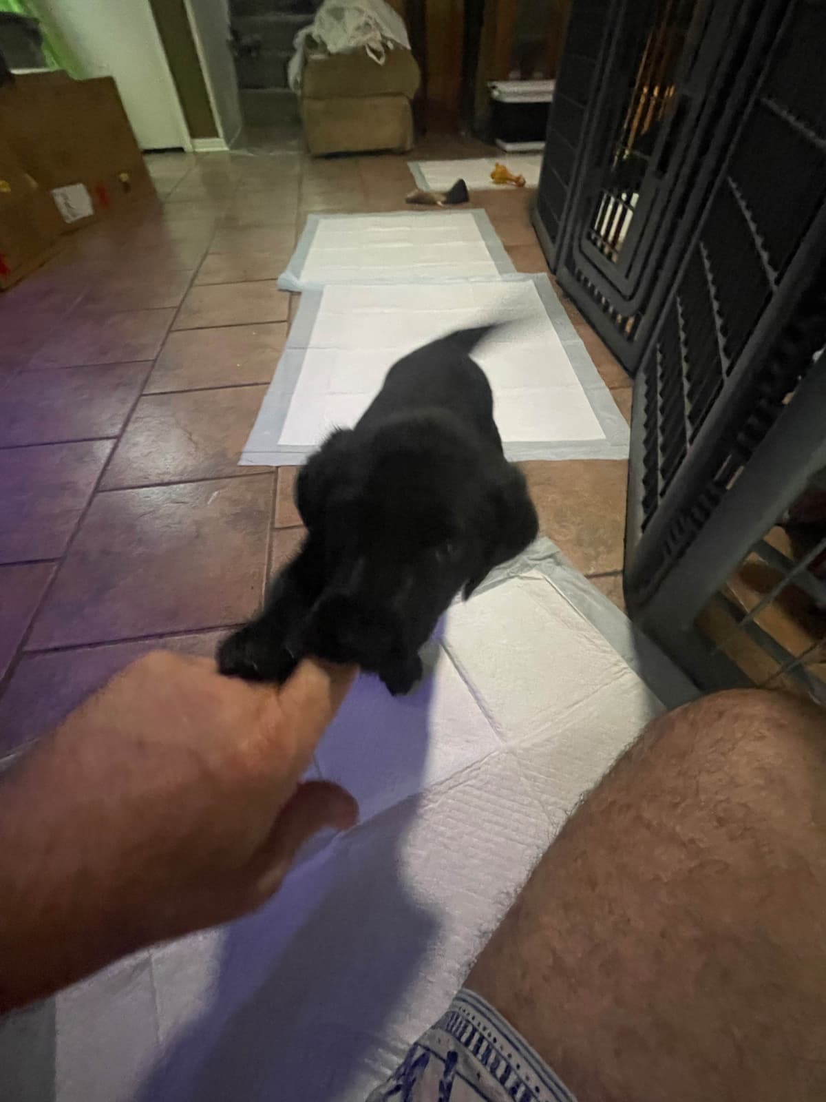 Gumpy’s Labrador Retriever Puppies breeder image 9