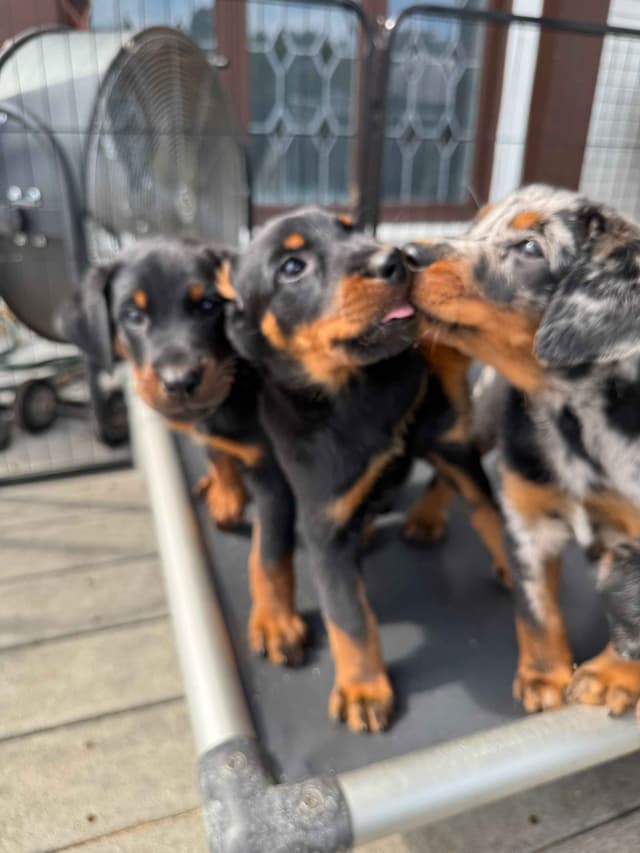 Beauceron Puppies media 2