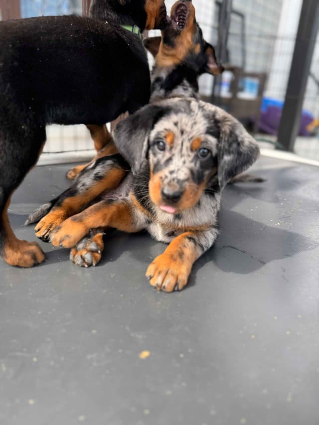 Beauceron Puppies media 5