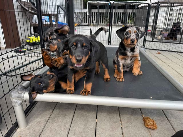 Beauceron Puppies media 3