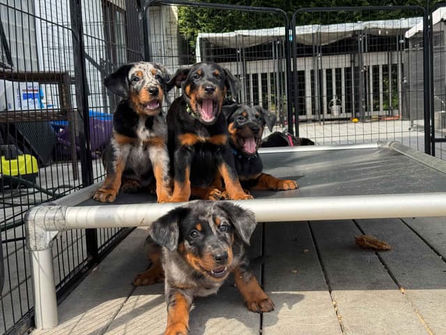 Beauceron Puppies media 4