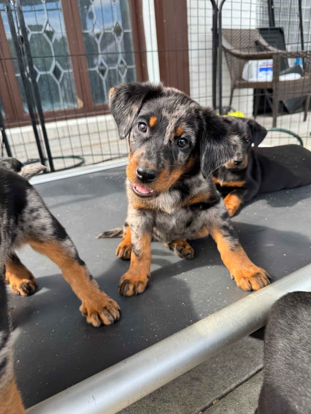 Beauceron Puppies media 7