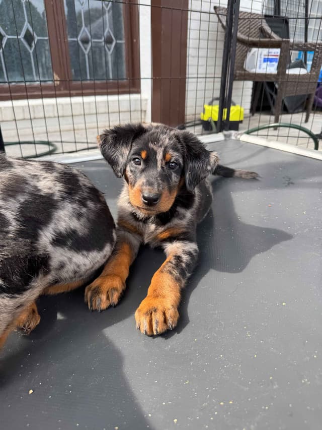 Beauceron Puppies media 6
