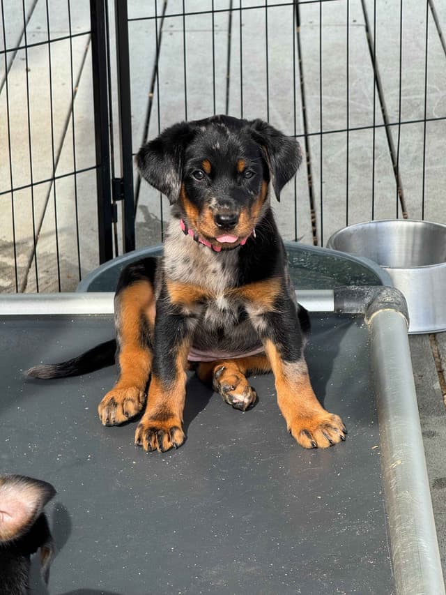 Beauceron Puppies media 8