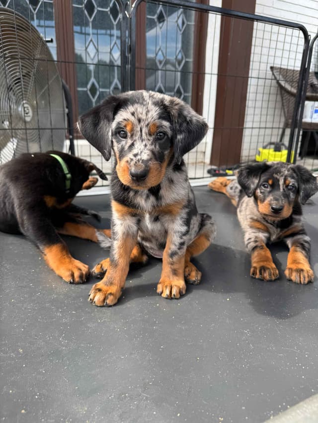 Beauceron Puppies media 9