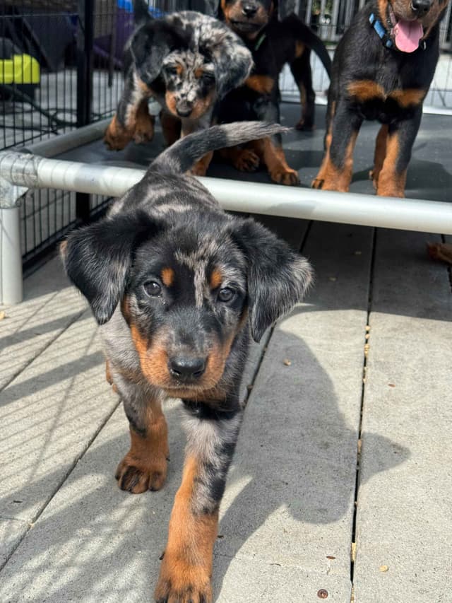 Beauceron Puppies media 10