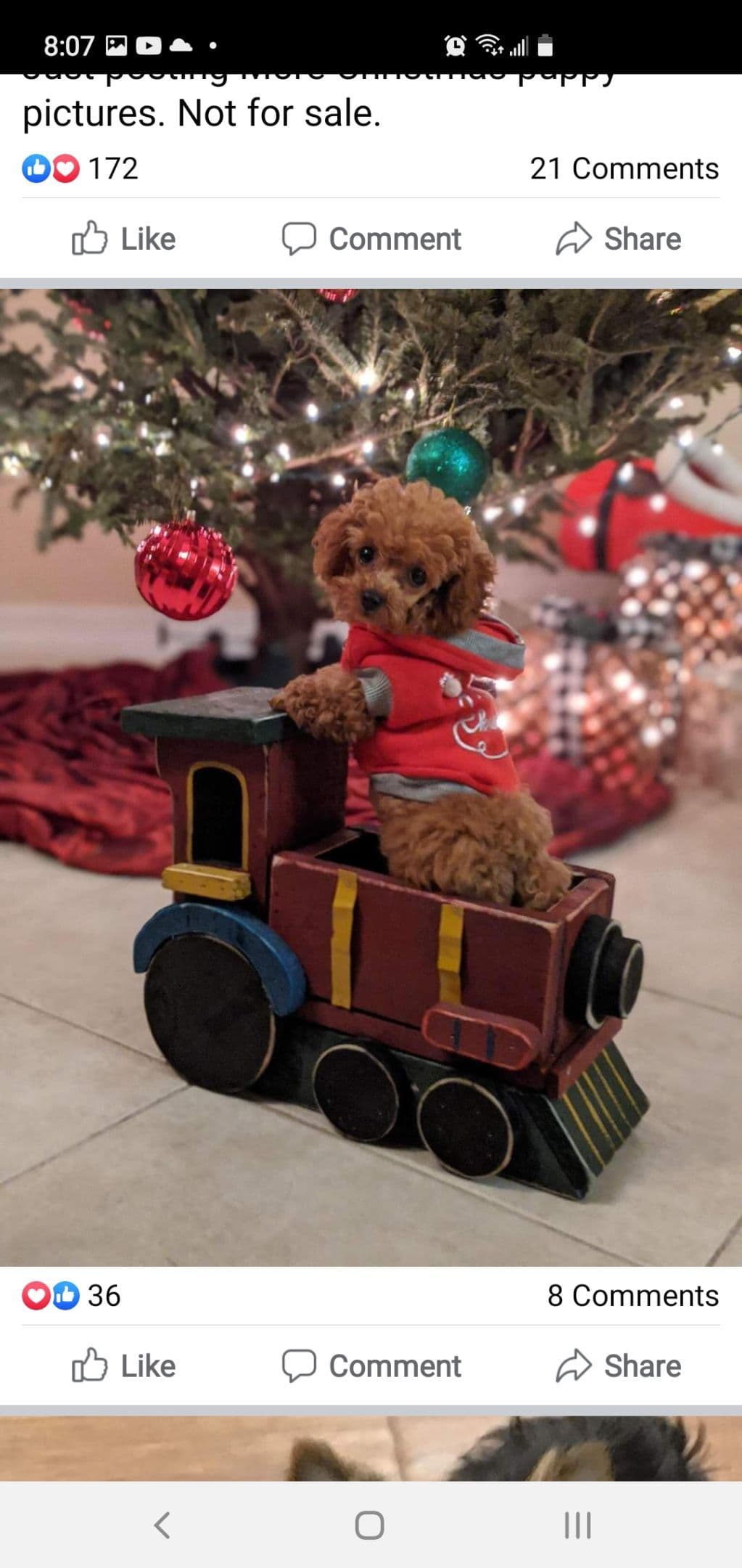 Gorgeous Red Female Tiny Toy Poodle Puppy breeder image 2
