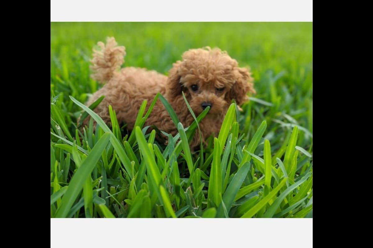 Gorgeous Red Female Tiny Toy Poodle Puppy breeder image 3