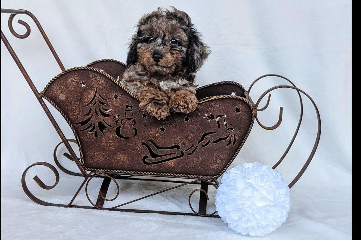 Gorgeous Red Female Tiny Toy Poodle Puppy breeder image 4