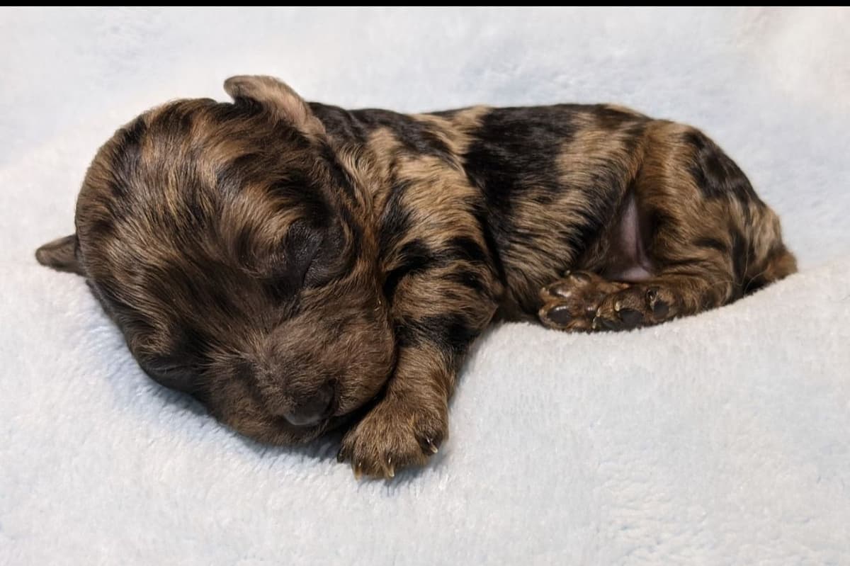 Gorgeous Red Female Tiny Toy Poodle Puppy breeder image 5