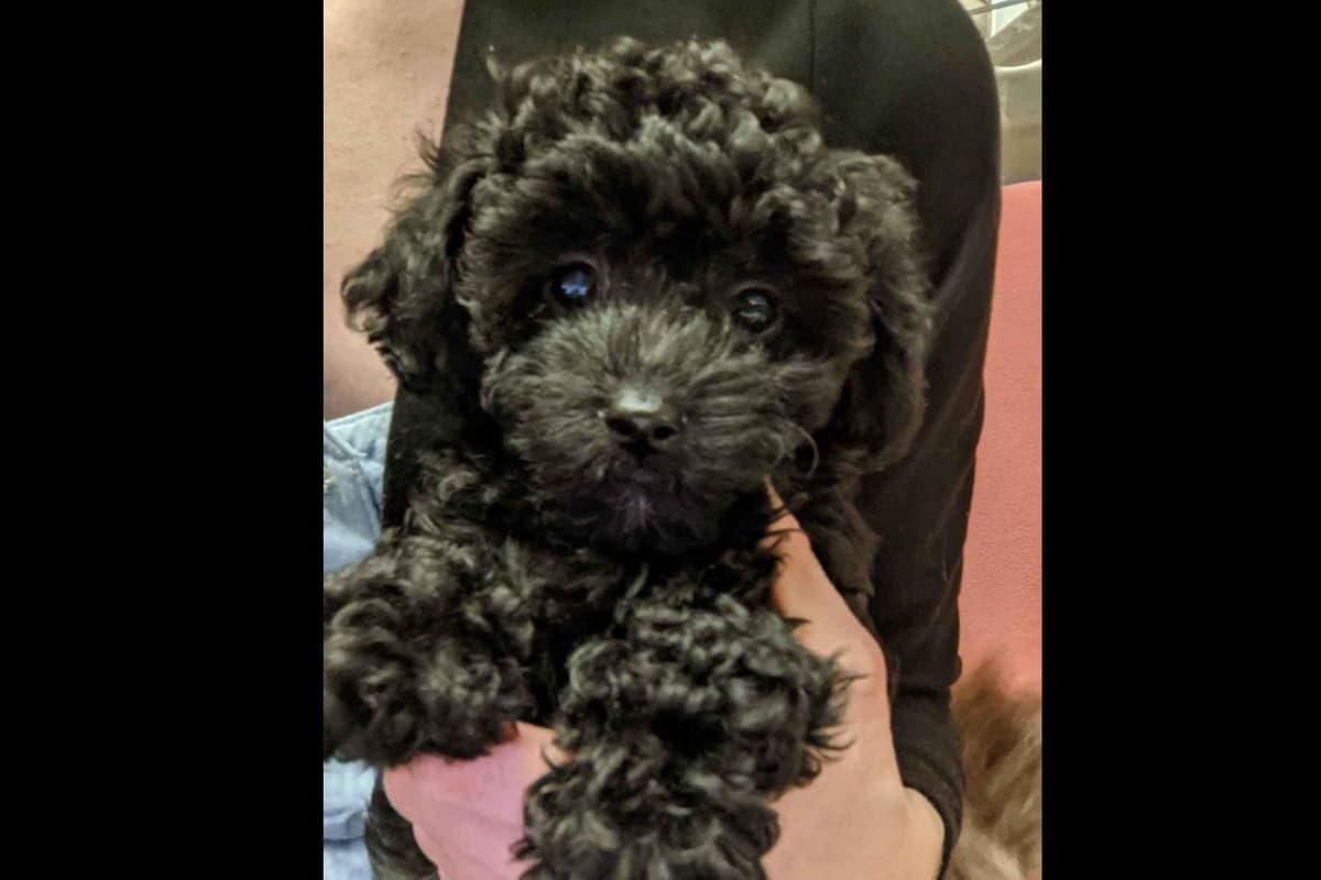 Gorgeous Red Female Tiny Toy Poodle Puppy breeder image 6