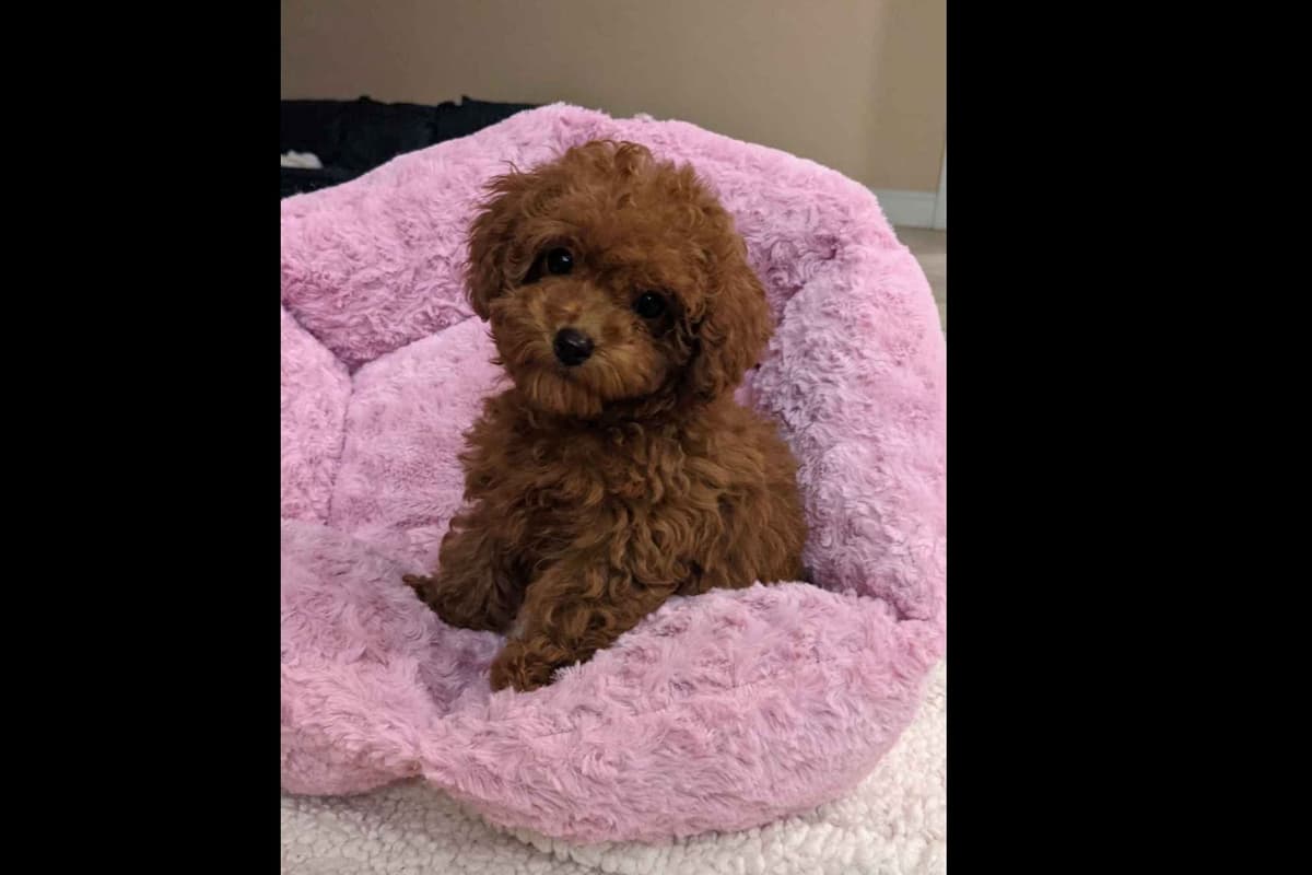 Gorgeous Red Female Tiny Toy Poodle Puppy breeder image 7
