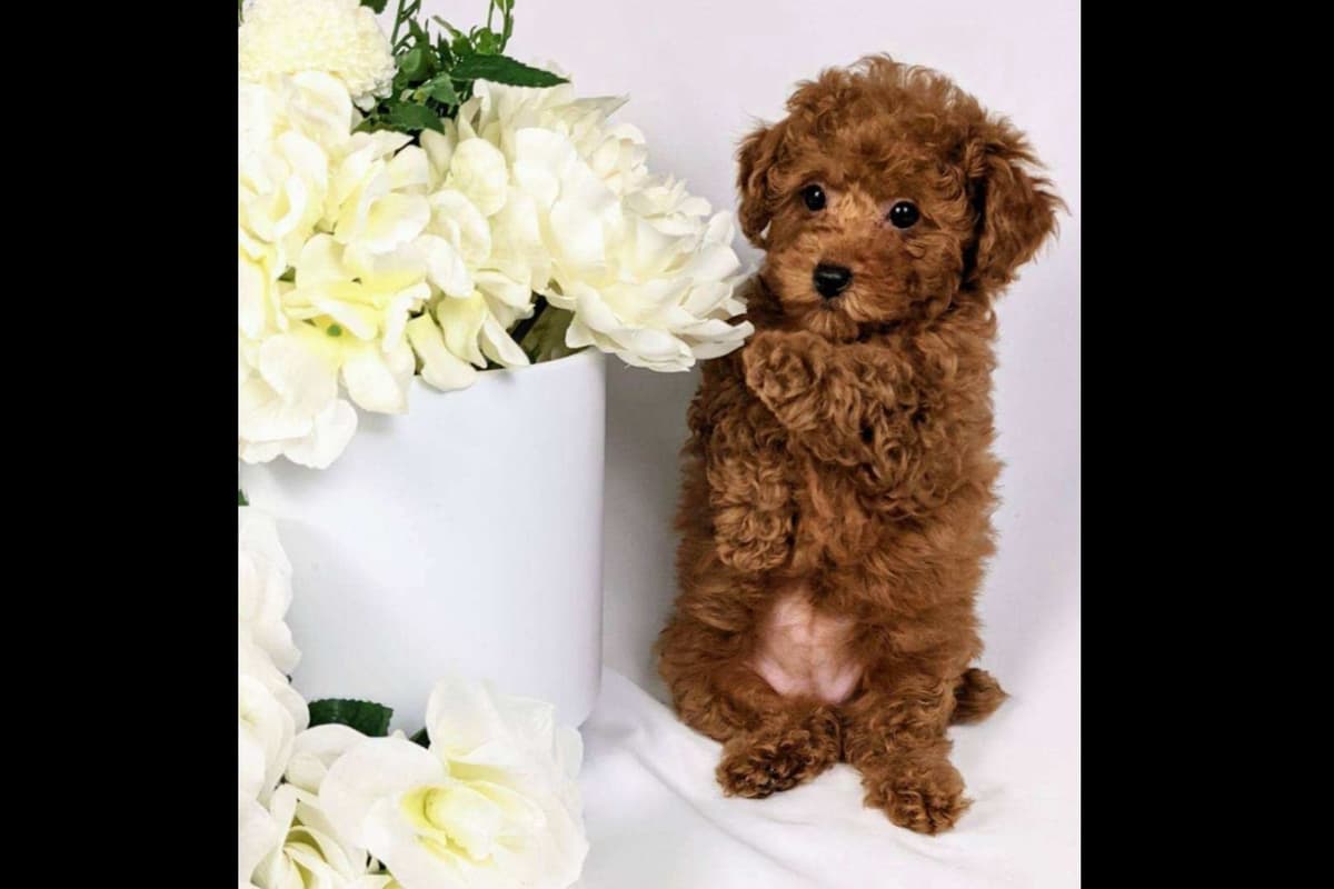 Gorgeous Red Female Tiny Toy Poodle Puppy breeder image 8