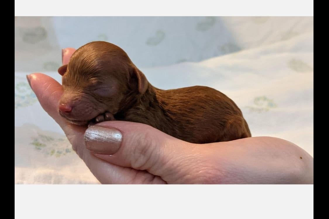 Gorgeous Red Female Tiny Toy Poodle Puppy breeder image 9