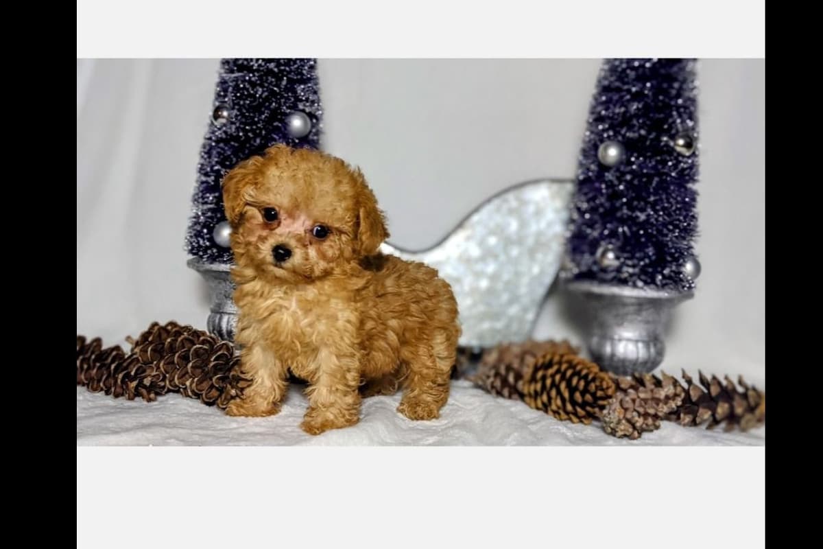 Gorgeous Red Female Tiny Toy Poodle Puppy breeder image 11