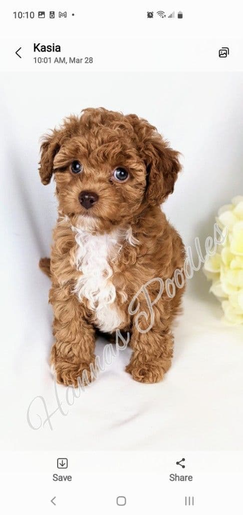 Gorgeous Red Female Tiny Toy Poodle Puppy breeder image 12