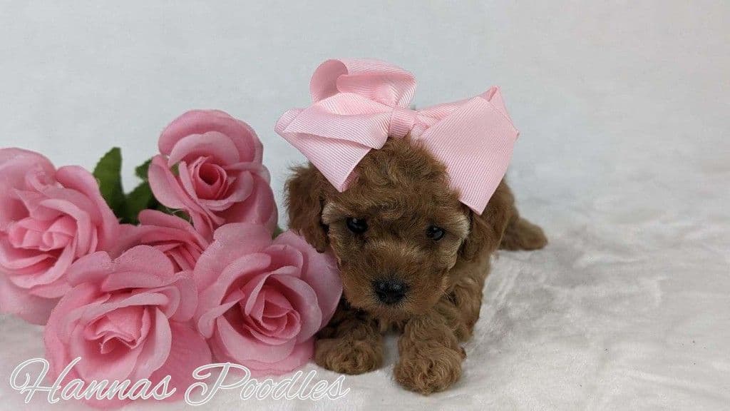 Gorgeous Red Female Tiny Toy Poodle Puppy breeder image 14