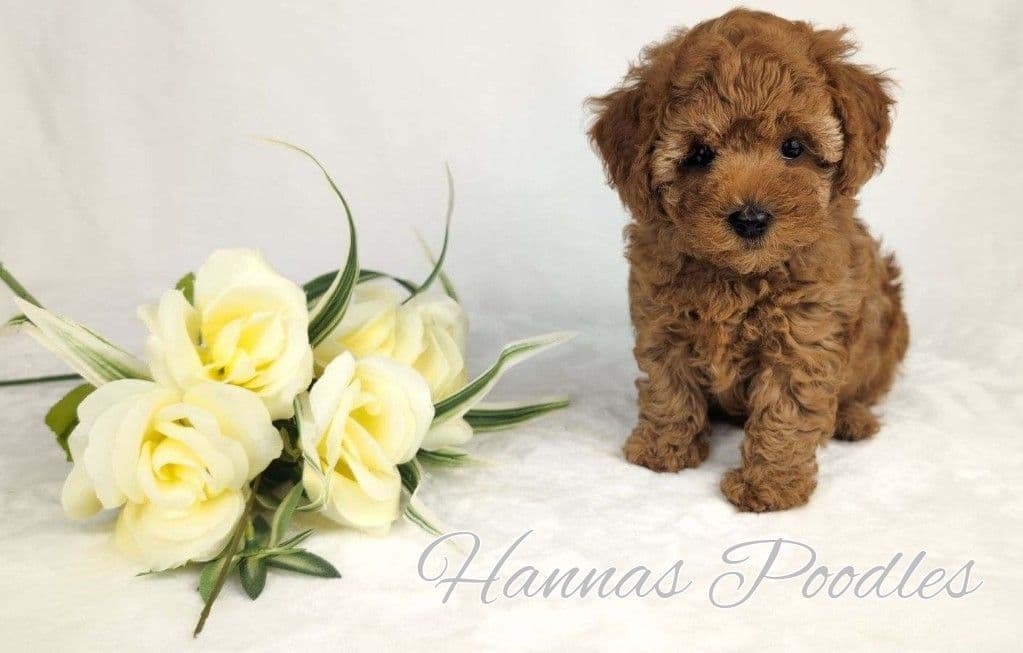 Gorgeous Red Female Tiny Toy Poodle Puppy breeder image 20