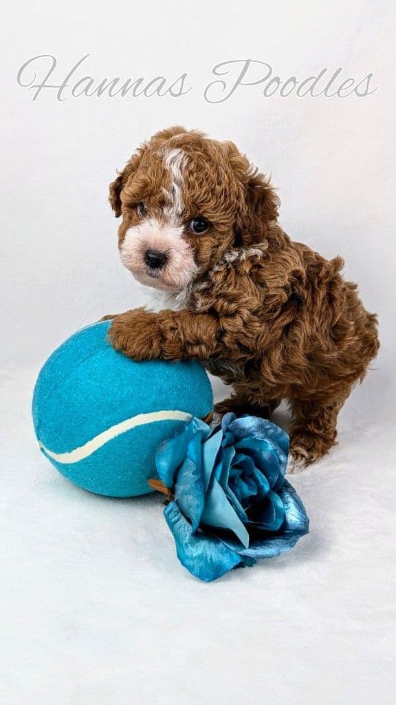 Gorgeous Red Female Tiny Toy Poodle Puppy breeder image 16