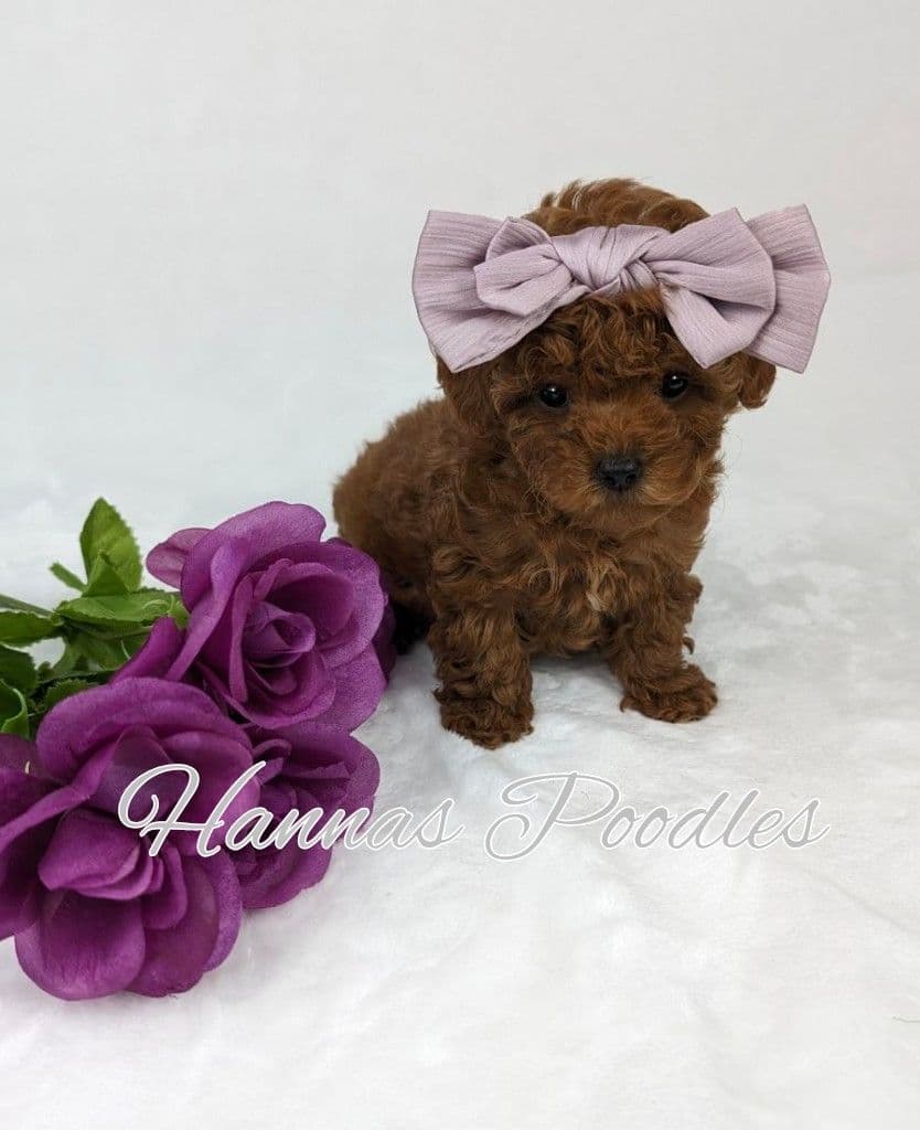 Gorgeous Red Female Tiny Toy Poodle Puppy breeder image 17