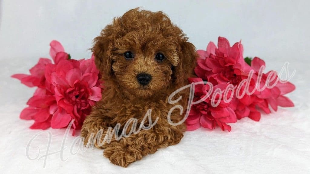 Gorgeous Red Female Tiny Toy Poodle Puppy breeder image 19