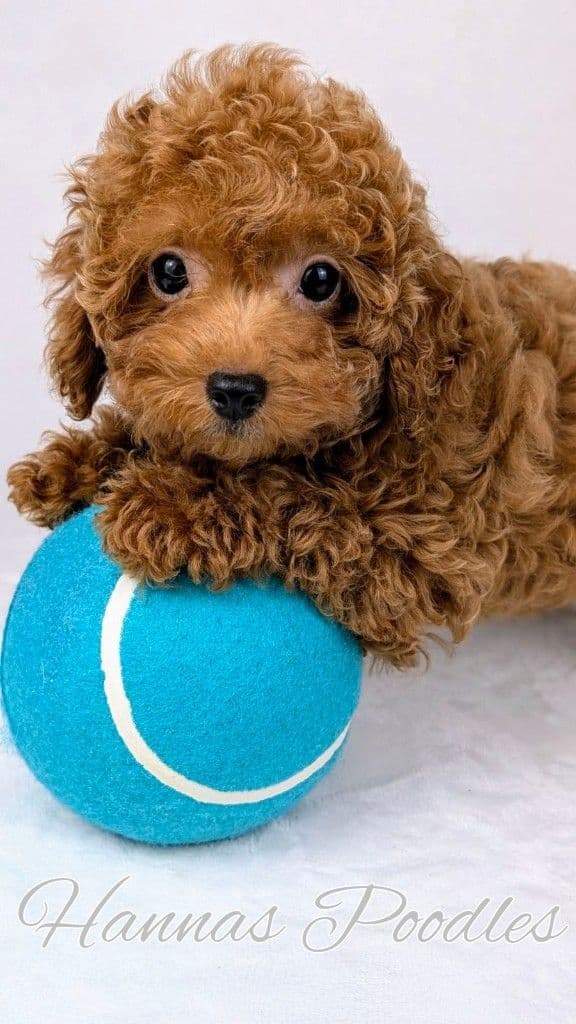 Gorgeous Red Female Tiny Toy Poodle Puppy breeder image 23