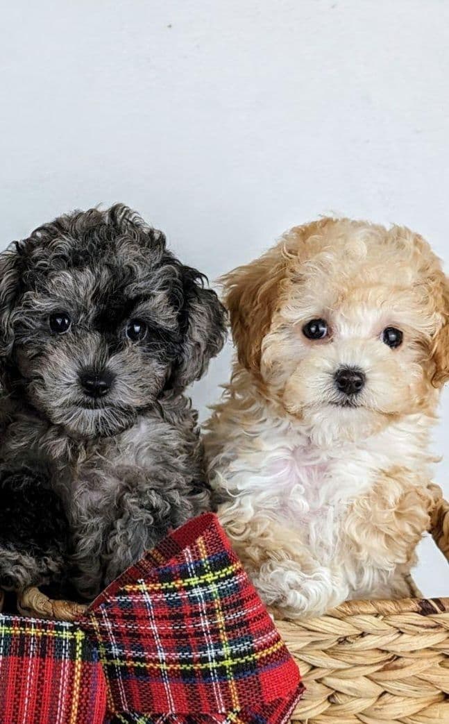 Gorgeous Red Female Tiny Toy Poodle Puppy breeder image 21