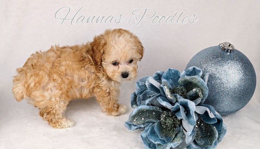 Gorgeous Red Female Tiny Toy Poodle Puppy breeder image 18