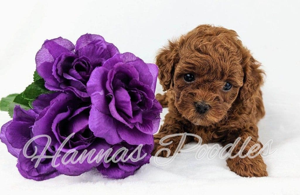 Gorgeous Red Female Tiny Toy Poodle Puppy breeder image 24