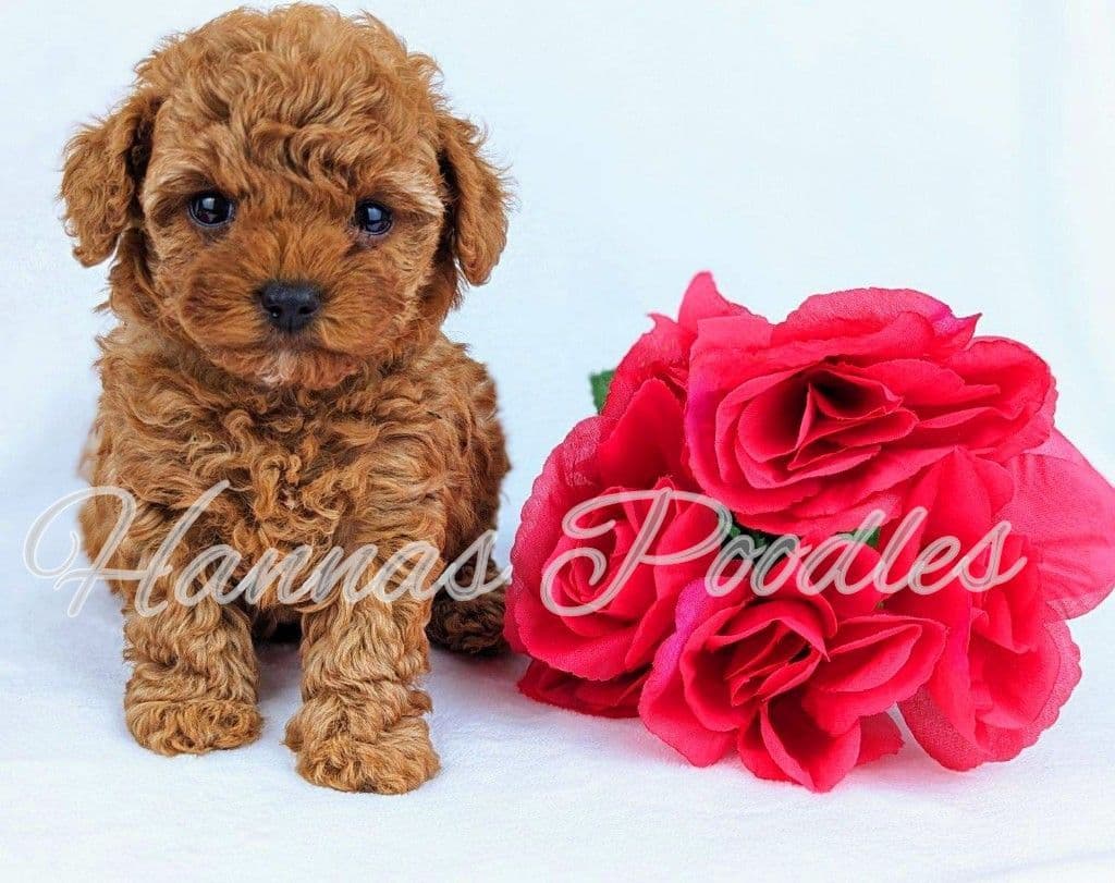 Gorgeous Red Female Tiny Toy Poodle Puppy breeder image 22