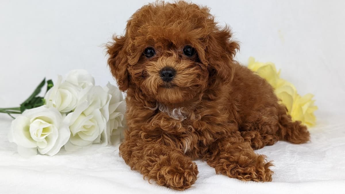 Gorgeous Red Female Tiny Toy Poodle Puppy breeder image 25