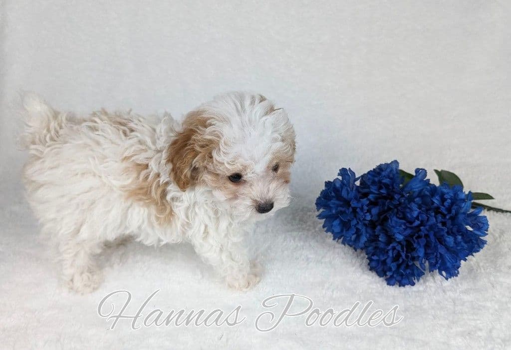 Gorgeous Red Female Tiny Toy Poodle Puppy breeder image 27