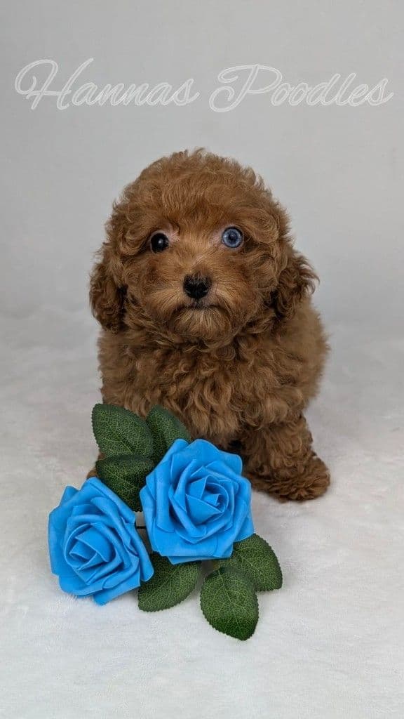 Gorgeous Red Female Tiny Toy Poodle Puppy breeder image 26