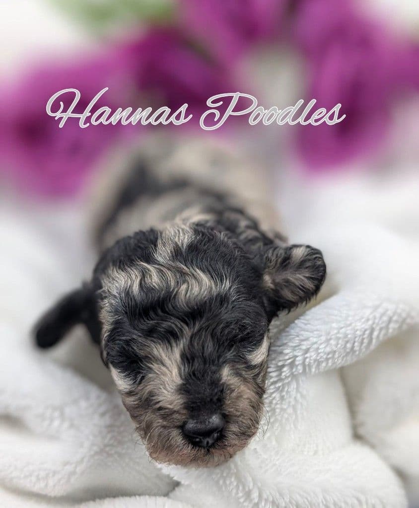 Gorgeous Red Female Tiny Toy Poodle Puppy breeder image 28