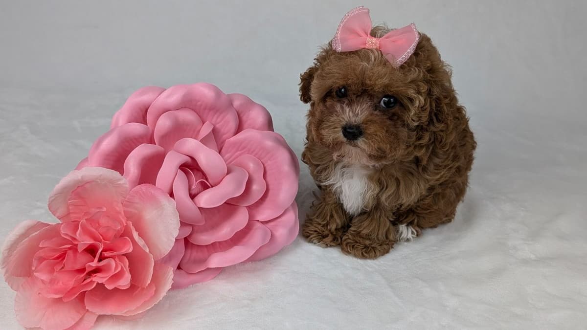 Gorgeous Red Female Tiny Toy Poodle Puppy breeder image 29