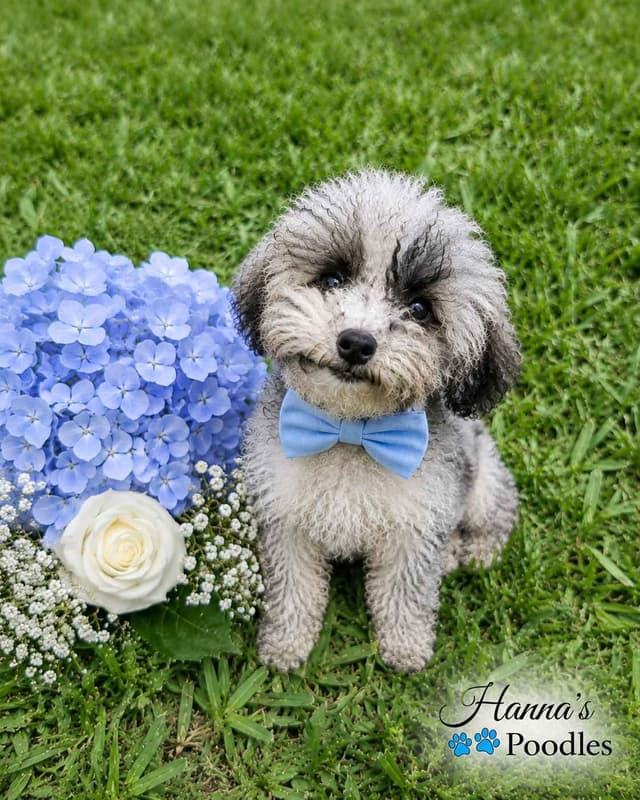 Silver, Blue and White Parti Poodle male T cup 3lbs media 3
