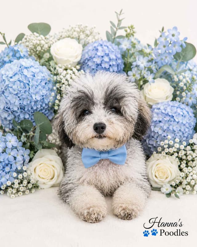 Silver, Blue and White Parti Poodle male T cup 3lbs media 2
