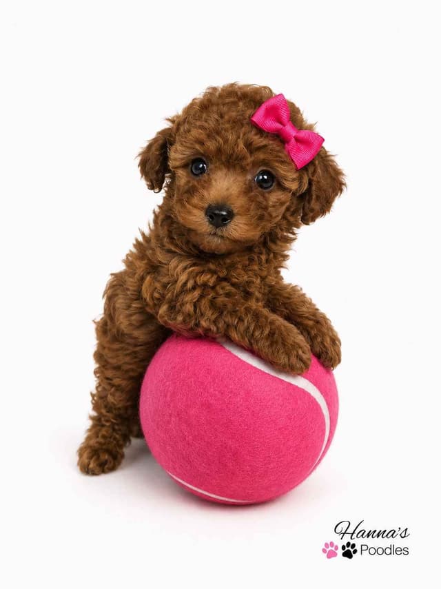 Gorgeous Red Female Tiny Toy Poodle Puppy media 3