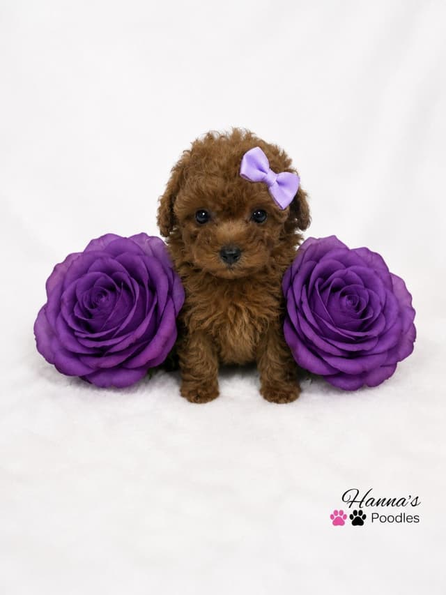 Gorgeous Red Female Tiny Toy Poodle Puppy media 6