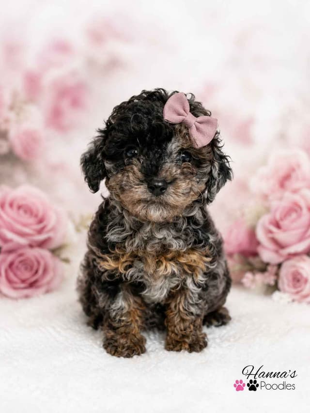 Rare  Agouti Tiny Toy and Toy Poodle Puppies media 16