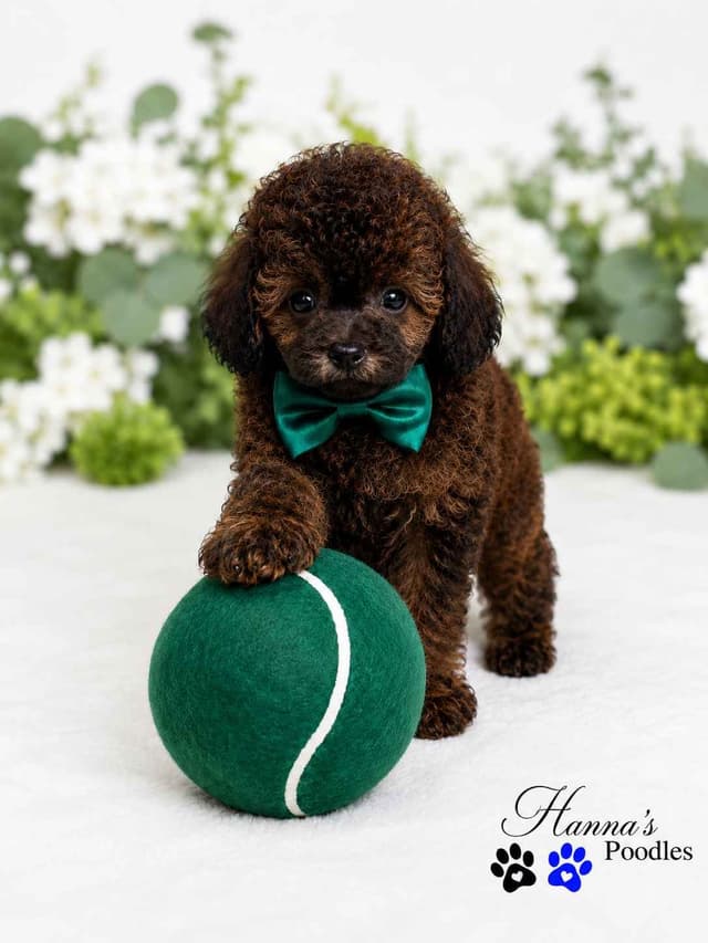 Rare  Agouti Tiny Toy and Toy Poodle Puppies media 10