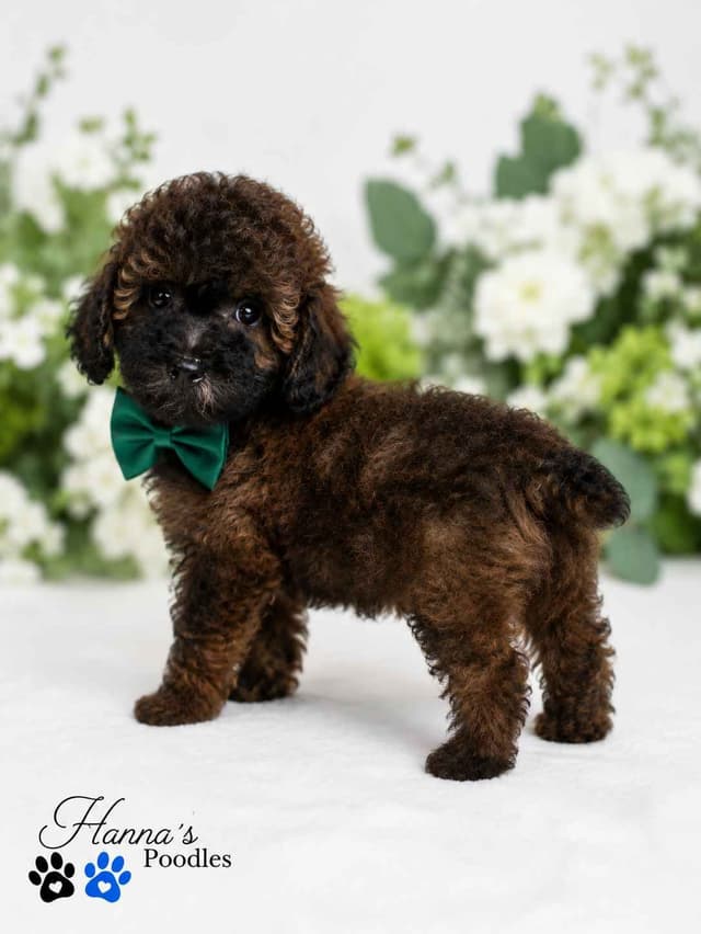 Rare  Agouti Tiny Toy and Toy Poodle Puppies media 13
