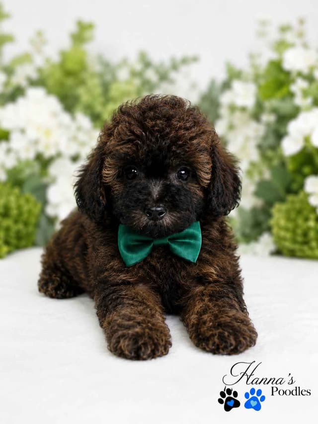 Rare  Agouti Tiny Toy and Toy Poodle Puppies media 12